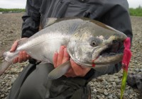 A week of King salmon