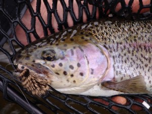 Fly Selection - Wild River Fish