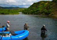 Coho salmon frenzy