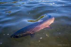 Rosy Goodnews Coho