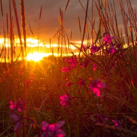 Alaska Wildlife and Landscapes