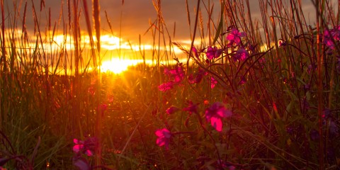 Alaska Wildlife and Landscapes