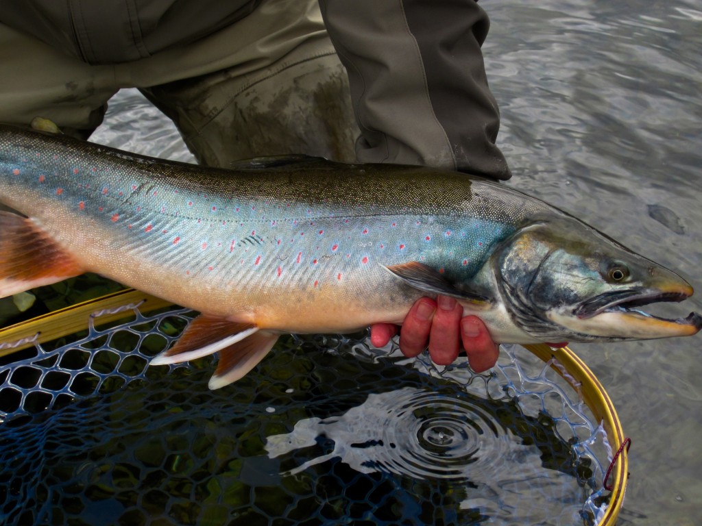 North fork Goodnews River 2