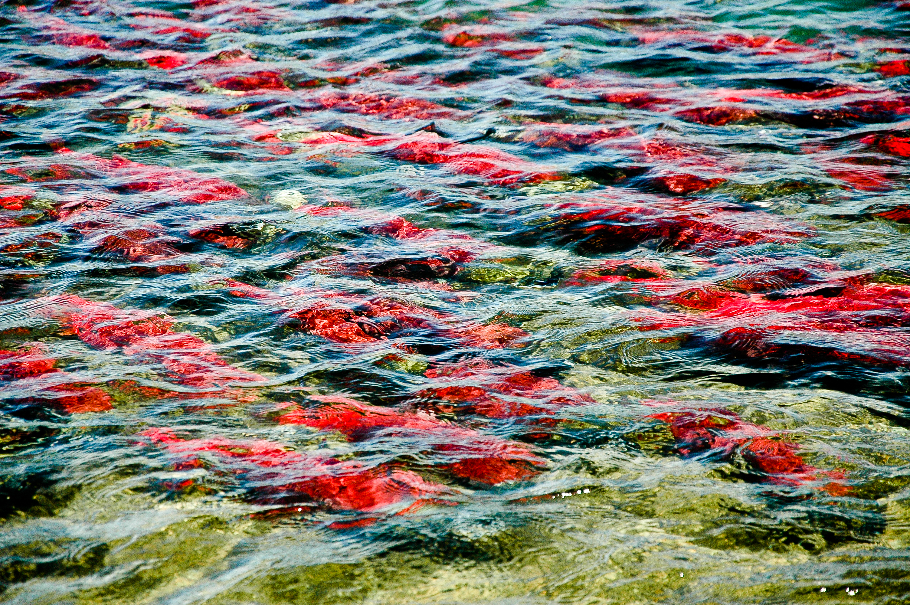 2014 Season Togiak River Fly Fishing with the Ashforth family Wild