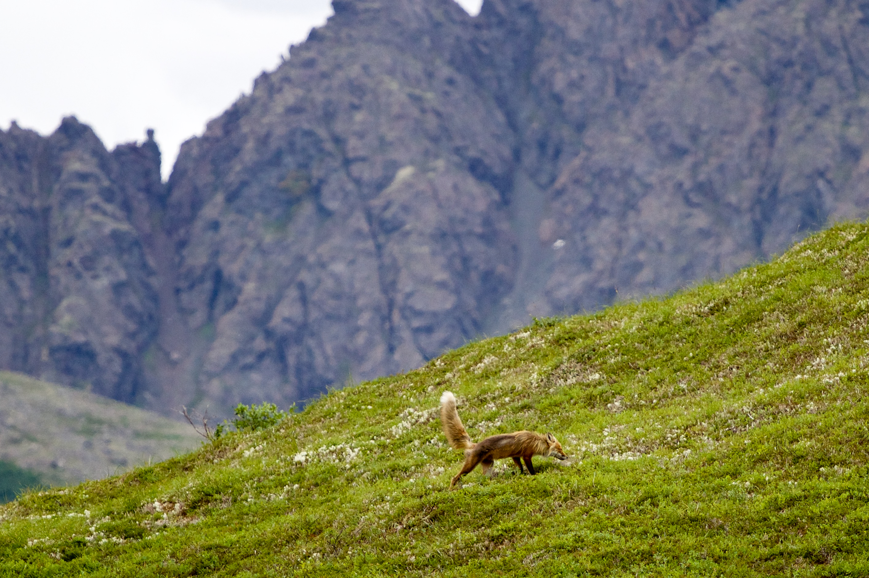 2015 Season Middle Fork Goodnews River Fishing Expedition Wild