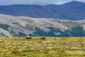 Goodnews Bears grazing above camp