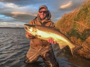 A mirror bright Coho