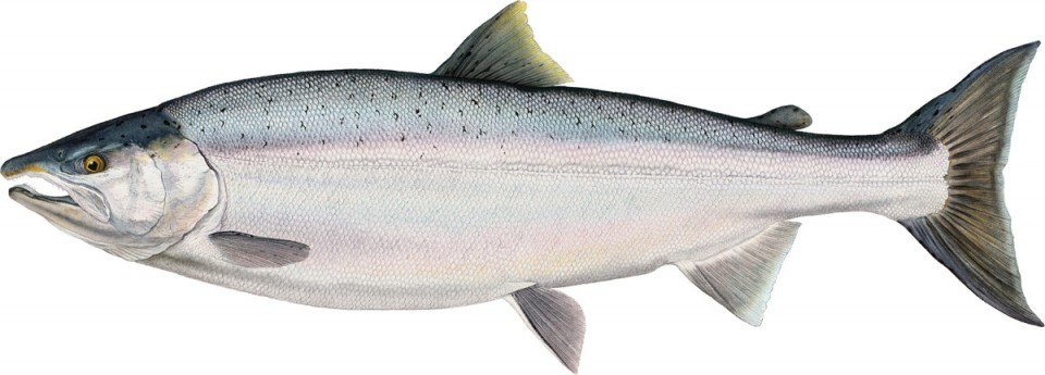 coho-salmon