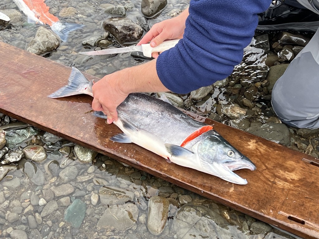 Fresh Sockeye Dinner Fish