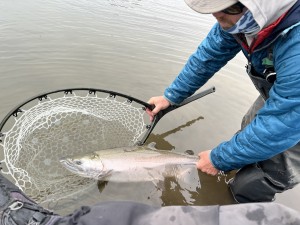 Blushed Coho Release