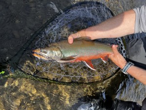 Full Net of Dolly Varden