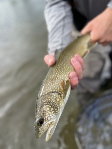 Lake Trout